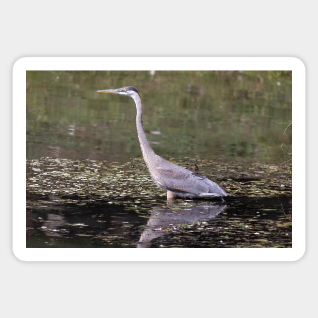 Great Blue Heron in a pond Sticker by josefpittner